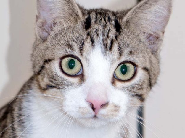 Kater Snoopy / © 2016 Arche KaNaum (NH)