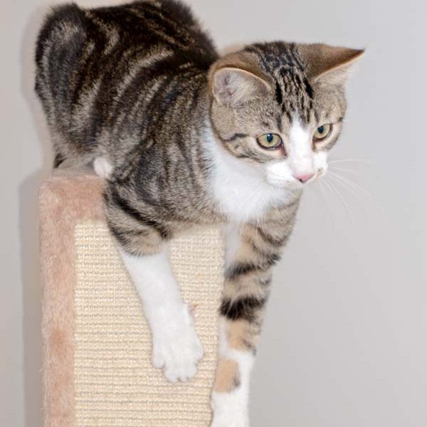 Kater Snoopy / © 2016 Arche KaNaum (NH) Kater Snoopy / © 2016 Arche KaNaum (NH)