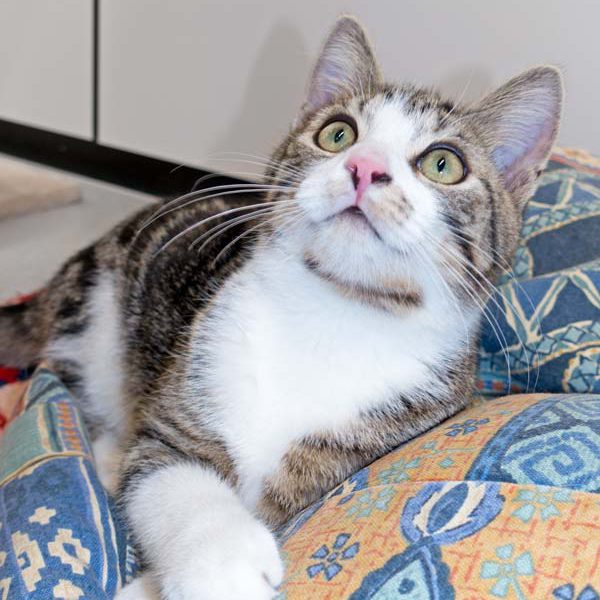 Kater Snoopy / © 2016 Arche KaNaum (NH) Kater Snoopy / © 2016 Arche KaNaum (NH)