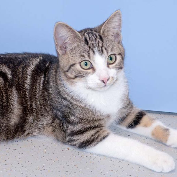 Kater Snoopy / © 2016 Arche KaNaum (NH) Kater Snoopy / © 2016 Arche KaNaum (NH)