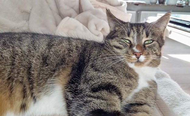 Kater Elliot im neuen Zuhause / © 12.02.'16 Privat
