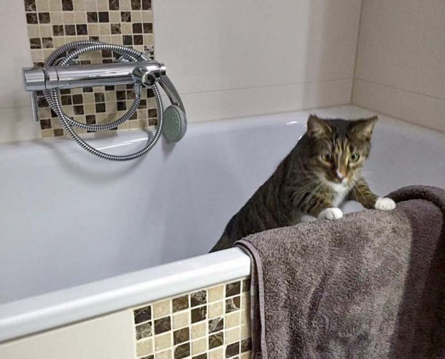 Kater Elliot im neuen Zuhause / © 12.02.'16 Privat