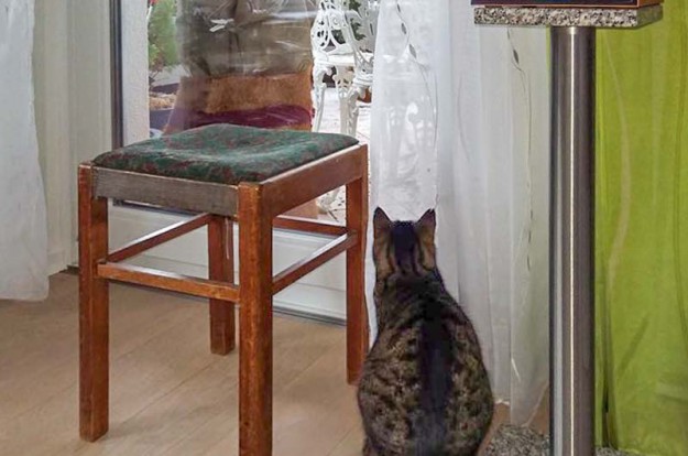 Kater Elliot im neuen Zuhause / © 12.02.'16 Privat