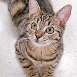 Kater Emil / © 2016 Arche KaNaum (DN)