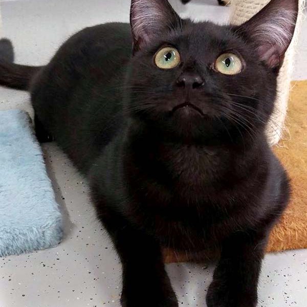 Kätzin Maja / © 2016 Arche KaNaum (DN)