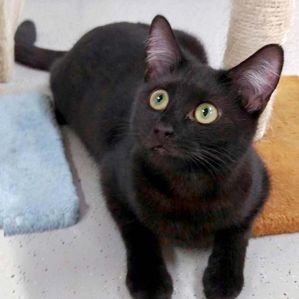 Kätzin Maja / © 2016 Arche KaNaum (DN)