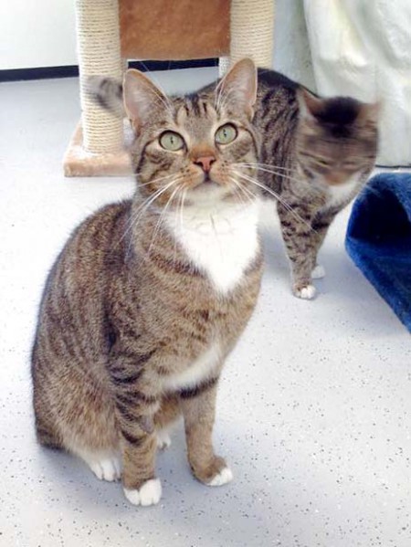 Kater Krümel / © 2016 Arche KaNaum (DN)