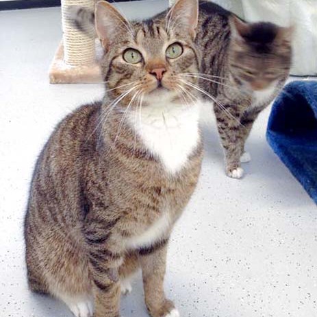 Kater Krümel / © 2016 Arche KaNaum (DN)