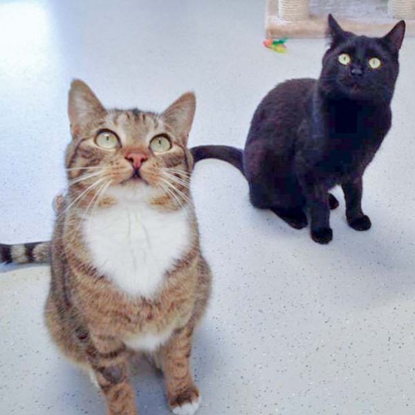 Kater Krümel (v.) mit Kätzin Emmi / © 2016 Arche KaNaum (DN)