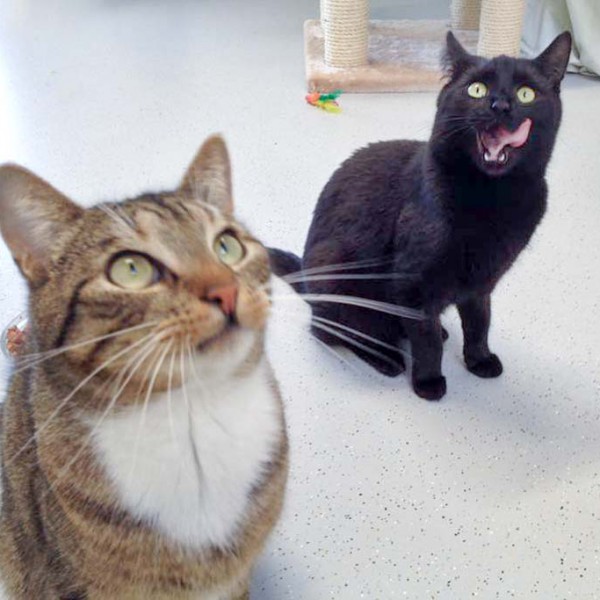 Kater Krümel (v.) mit Kätzin Emmi / © 2016 Arche KaNaum (DN)