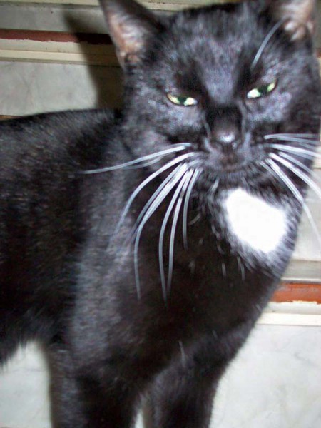 Vermisst: Kater Puck / © 2016 Privat