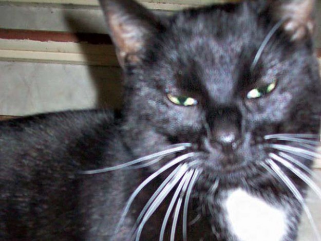 Vermisst: Kater Puck / © 2016 Privat