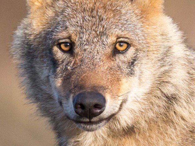 Wolf  /  © Jürgen Borris – NABU Wolf / © Jürgen Borris - NABU