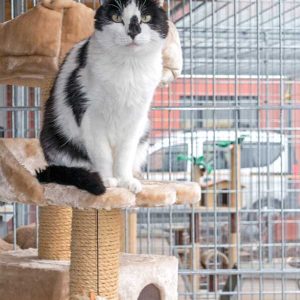 Kater Cowboy / © 2015 Arche KaNaum (NH) Kater Cowboy / © 2015 Arche KaNaum (NH)