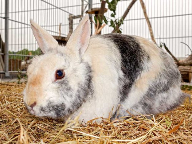 Kaninchen Flecki / © 2015 Arche KaNaum (NH)