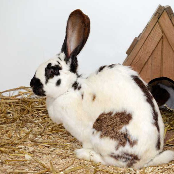 Kaninchen Hermine / © 2015 Arche KaNaum (NH) Kaninchen Hermine / © 2015 Arche KaNaum (NH)