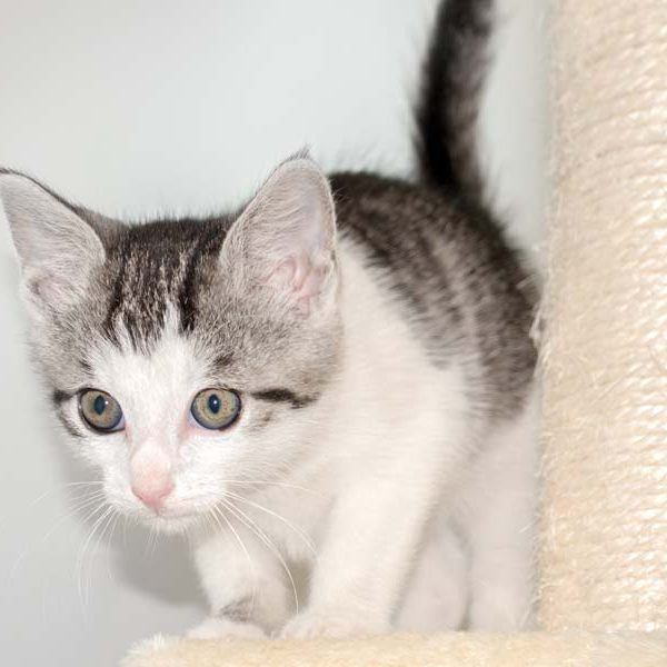 Katerchen Moses / © 2015 Arche KaNaum (NH)