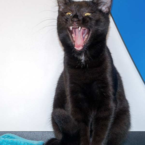 Kätzin Cleo / © 2015 Arche KaNaum (NH)