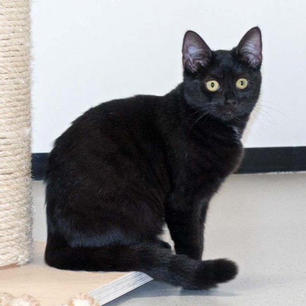 Kätzin Cleo / © 2016 Arche KaNaum (NH)