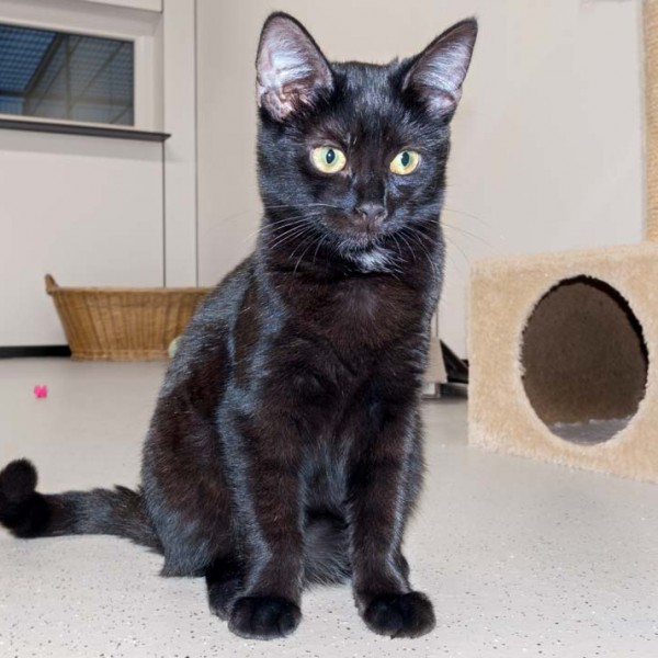 Kätzin Cleo / © 2016 Arche KaNaum (NH)