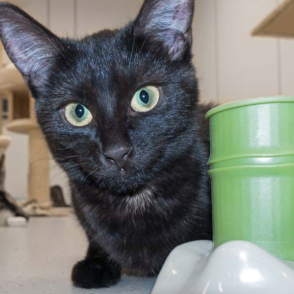 Kätzin Cleo / © 2016 Arche KaNaum (NH)