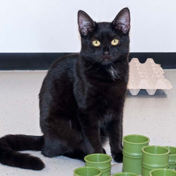 Kätzin Cleo / © 2016 Arche KaNaum (NH)