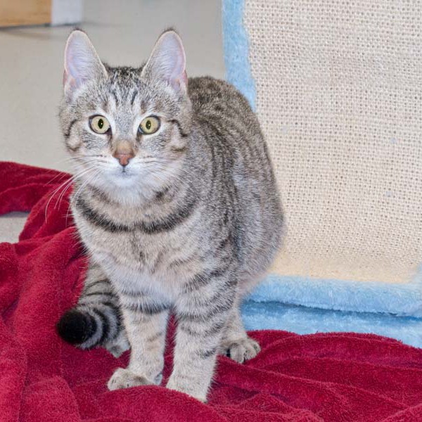 Kätzin Flora / © 2016 Arche KaNaum (NH)