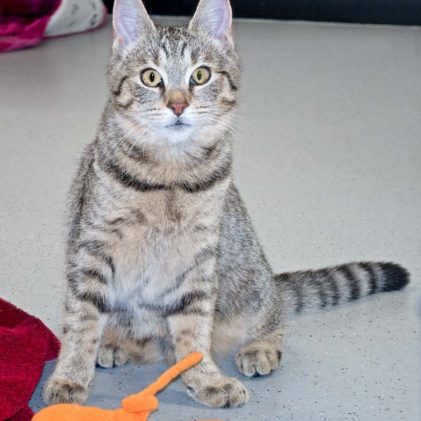 Kätzin Flora / © 2016 Arche KaNaum (NH)