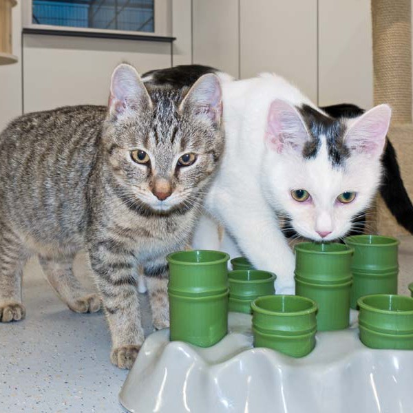 Kätzin Flora (l.) und Kater Muckel / © 2016 Arche KaNaum (NH)