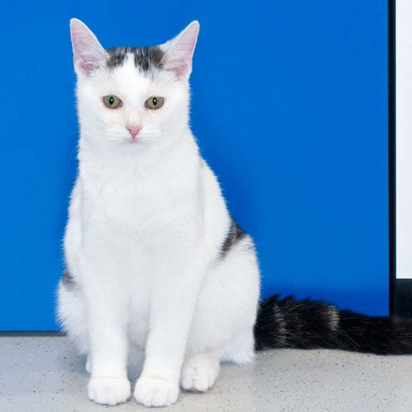 Kater Muckel / © 2016 Arche KaNaum (NH)