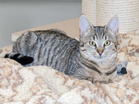 Kätzin Sofie / © 2016 Arche KaNaum (NH)