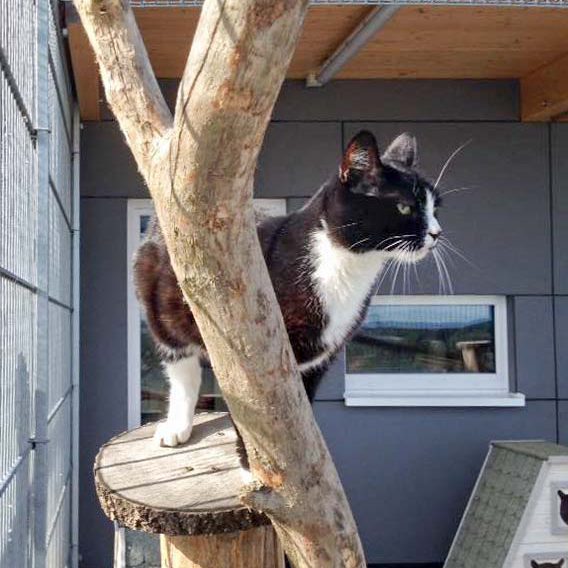 Kätzin Lilli / © 2016 Arche KaNaum (DN)