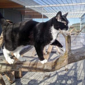 Kätzin Lilli / © 2016 Arche KaNaum (DN)