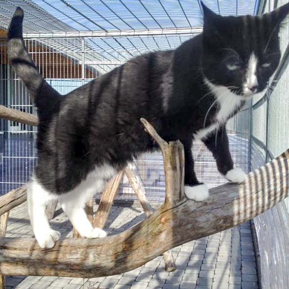 Kätzin Lilli / © 2016 Arche KaNaum (DN)