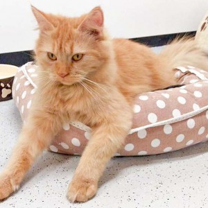 Kätzin Biene / © 2015 Arche KaNaum (DN) Kätzin Biene / © 2015 Arche KaNaum (DN)