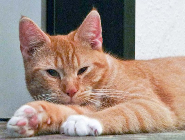 Kater Romeo im neuen Zuhause / © 11.03.'16 Privat