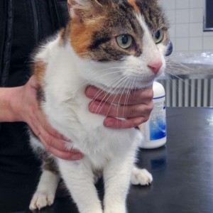 Kätzin Lisa aus der Beschlagnahmung vom 23.02.'16 / © 2016 Arche KaNaum (DN)