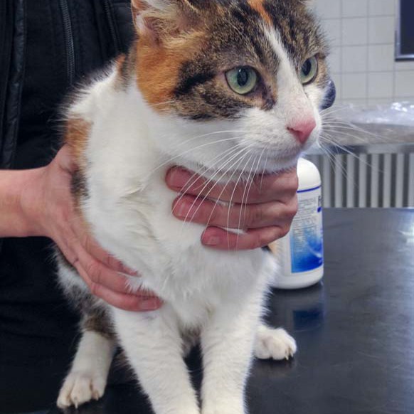 Kätzin Lisa aus der Beschlagnahmung vom 23.02.’16 / © 2016 Arche KaNaum (DN) Kätzin Lisa aus der Beschlagnahmung vom 23.02.'16 / © 2016 Arche KaNaum (DN)