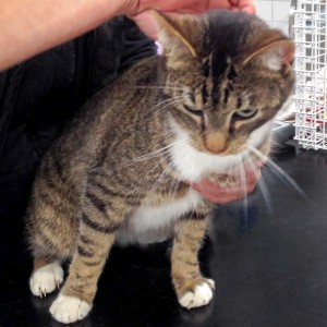 Kater Tristan aus der Beschlagnahmung vom 23.02.'16 / © 2016 Arche KaNaum (DN)