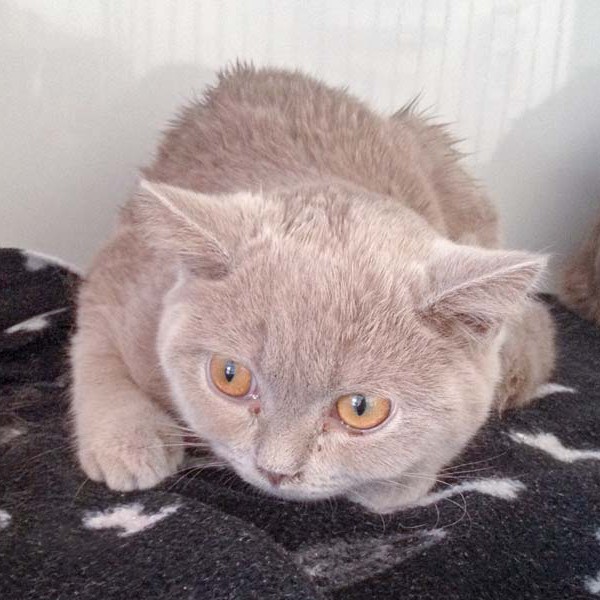 Kater Mogli aus der Beschlagnahmung vom 23.02.’16 / © 2016 Arche KaNaum (DN) Kater Mogli aus der Beschlagnahmung vom 23.02.'16 / © 2016 Arche KaNaum (DN)