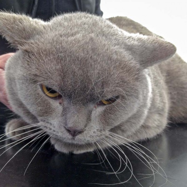 Kater Monty aus der Beschlagnahmung vom 23.02.’16  / © 2016 Arche KaNaum (DN) Kater Monty aus der Beschlagnahmung vom 23.02.'16 / © 2016 Arche KaNaum (DN)