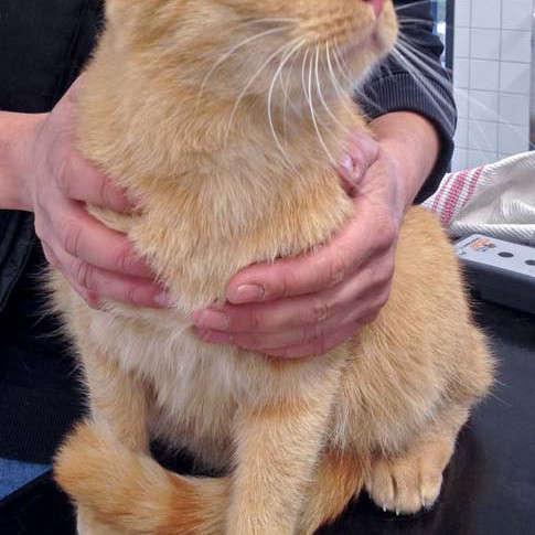 Kater Samson aus der Beschlagnahmung vom 23.02.'16 / © 2016 Arche KaNaum (DN)