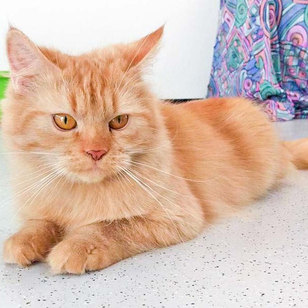 Kätzin Biene / © 2015 Arche KaNaum (DN)