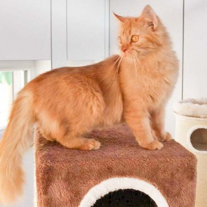 Kätzin Biene / © 2015 Arche KaNaum (DN) Kätzin Biene / © 2015 Arche KaNaum (DN)