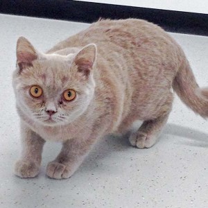 Kater Mogli aus der Beschlagnahmung vom 23.02.'16 / © 2016 Arche KaNaum (DN)