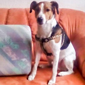 Terrier-Rüde Terry  / © 2016 Privat Terrier-Rüde Terry / © 2016 Privat