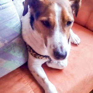 Terrier-Rüde Terry  / © 2016 Privat Terrier-Rüde Terry / © 2016 Privat