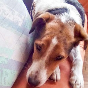 Terrier-Rüde Terry  / © 2016 Privat Terrier-Rüde Terry / © 2016 Privat