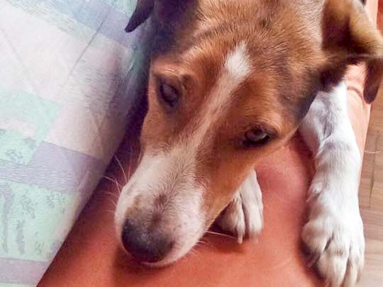 Terrier-Rüde Terry / © 2016 Privat