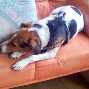 Terrier-Rüde Terry  / © 2016 Privat Terrier-Rüde Terry / © 2016 Privat